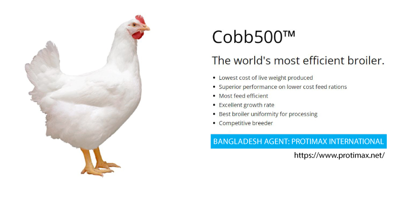 poultry-breed-genetics-cobb-500-broiler-parent-stock-protimax